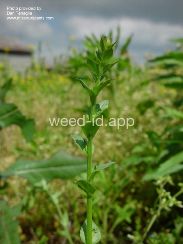 venuslookingglass, common